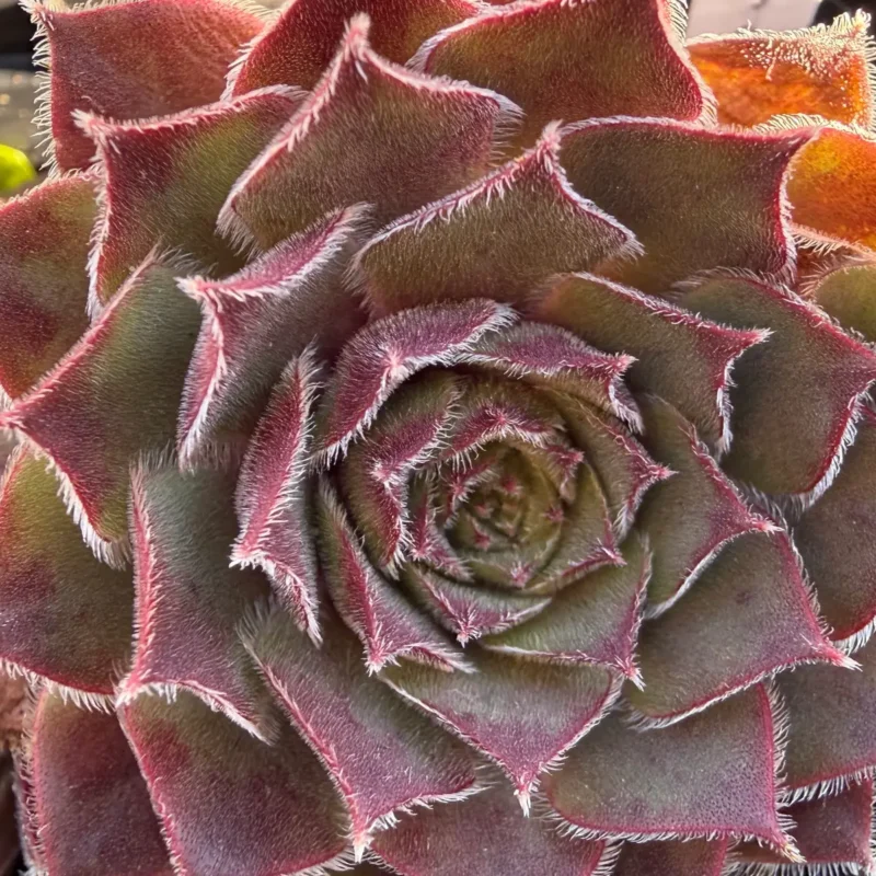 Sempervivum &lsquo;Lennik&rsquo;s Glory&rsquo;