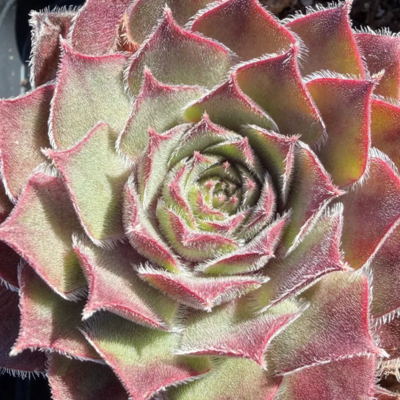 Sempervivum &lsquo;Lennik&rsquo;s Glory&rsquo;