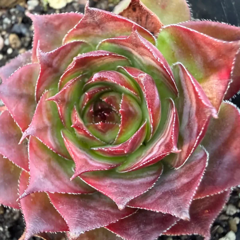 Sempervivum &lsquo;Rauher Kulm&rsquo;