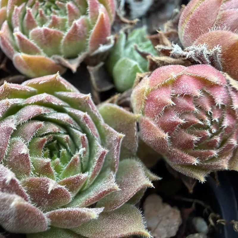Sempervivum &lsquo;Rosie&rsquo;