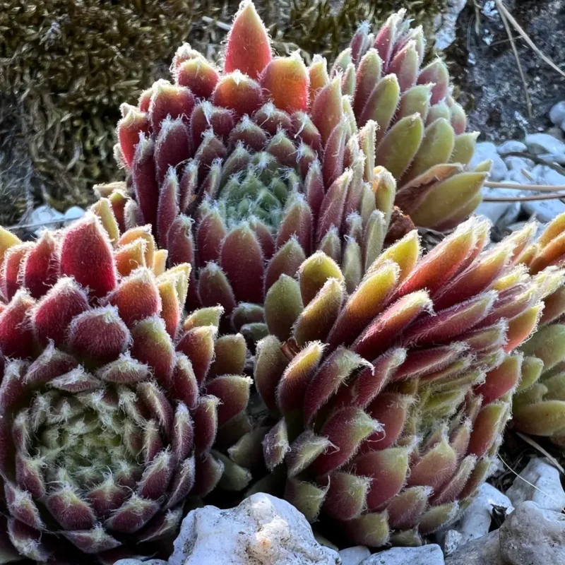 Sempervivum &lsquo;Roter Zwerg&rsquo;