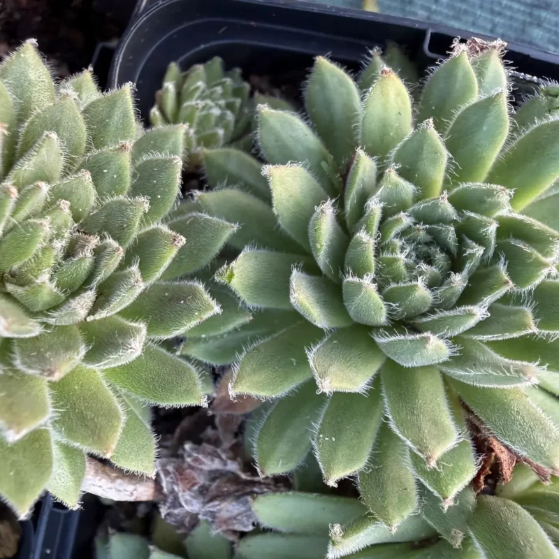 Sempervivum &lsquo;Roter Zwerg&rsquo;