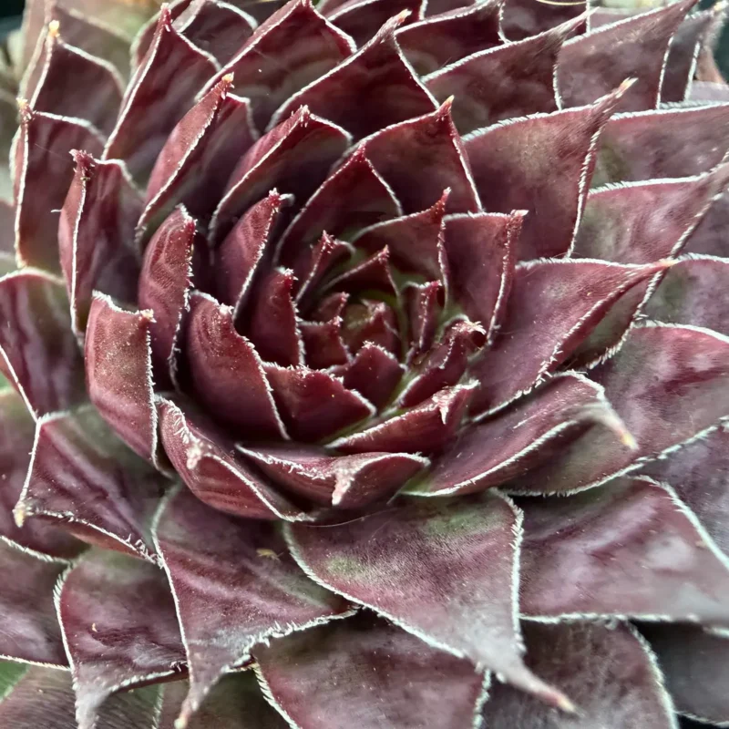 Sempervivum &lsquo;Rotkopf&rsquo;