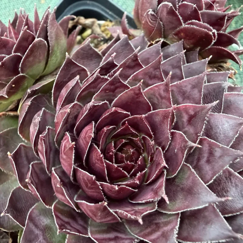 Sempervivum &lsquo;Rotkopf&rsquo;
