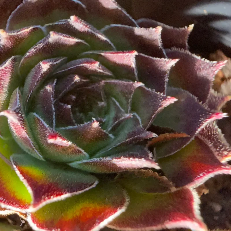 Sempervivum &lsquo;Rubin&rsquo;