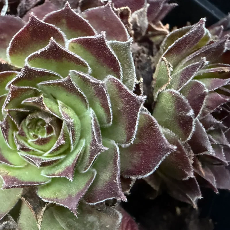 Sempervivum &lsquo;Rubin&rsquo;