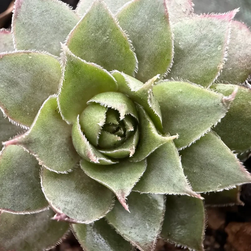 Sempervivum &lsquo;Rujome&rsquo;