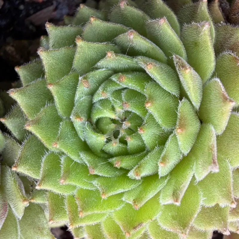 Sempervivum arachnoideum &lsquo;Fr Pallidiflora&rsquo;