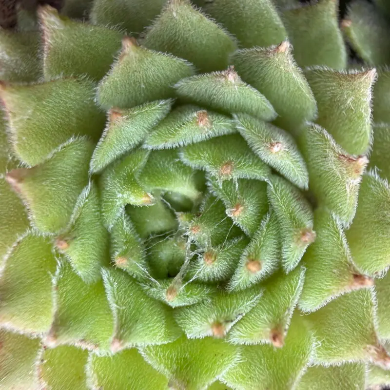 Sempervivum arachnoideum &lsquo;Fr Pallidiflora&rsquo;