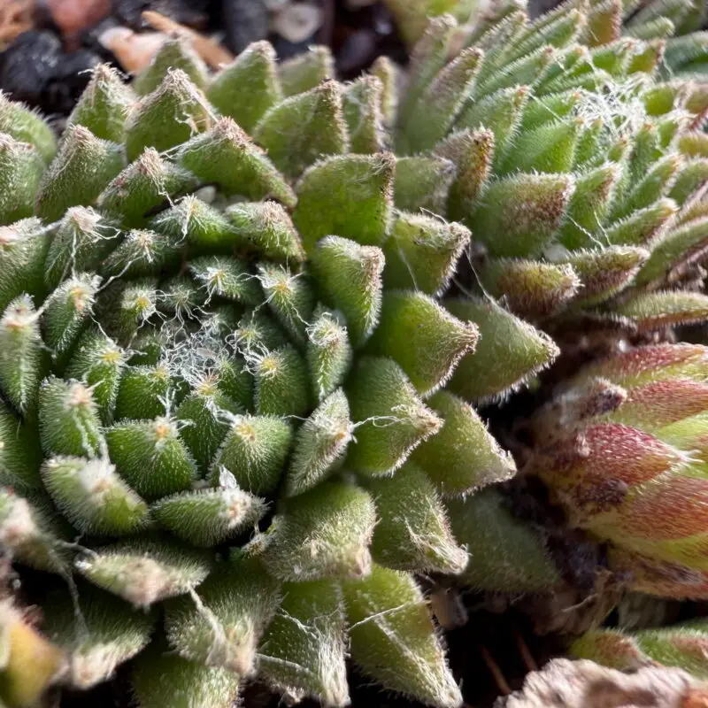 Sempervivum arachnoideum &lsquo;Giganteum&rsquo;