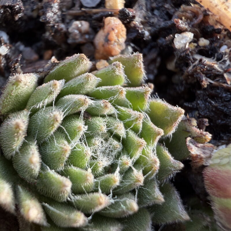 Sempervivum arachnoideum &lsquo;Giganteum&rsquo;
