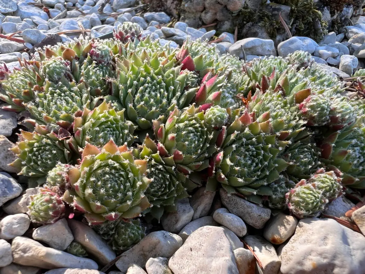 Sempervivum arachnoideum 'Major'