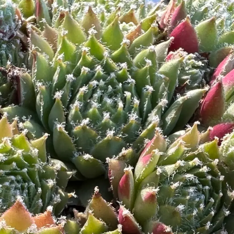 Sempervivum arachnoideum &lsquo;Major&rsquo;