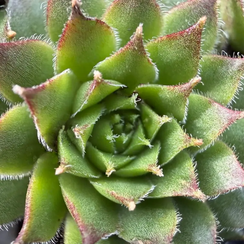 Sempervivum arachnoideum &lsquo;Major&rsquo;
