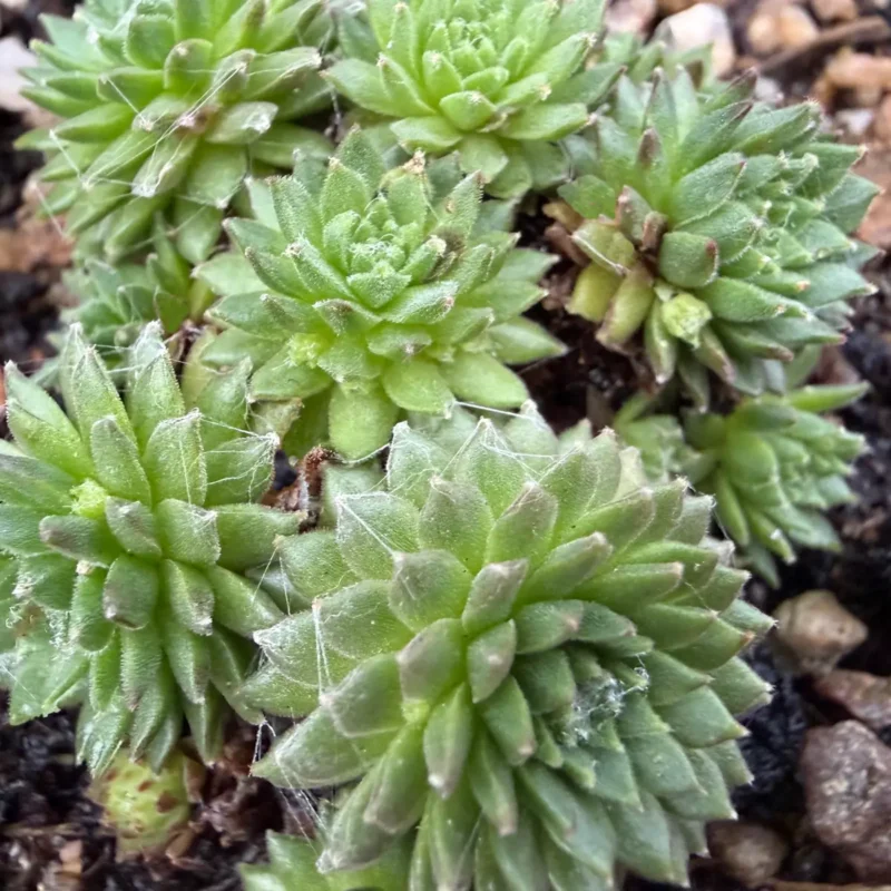 Sempervivum arachnoideum &lsquo;Rheinkiesel&rsquo;