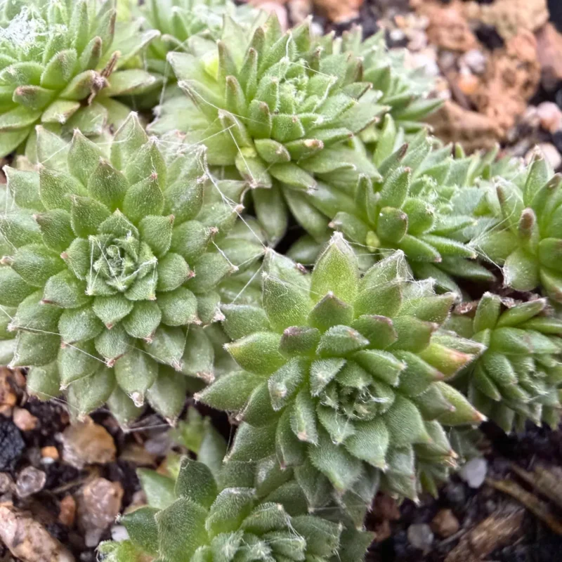 Sempervivum arachnoideum &lsquo;Rheinkiesel&rsquo;