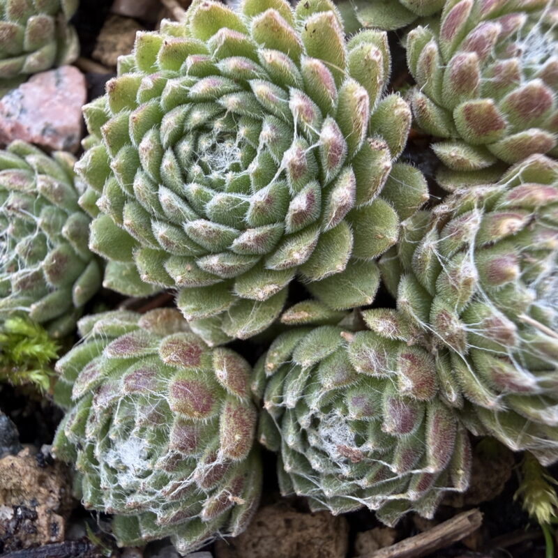 Sempervivum arachnoideum &lsquo;Silberina&rsquo;