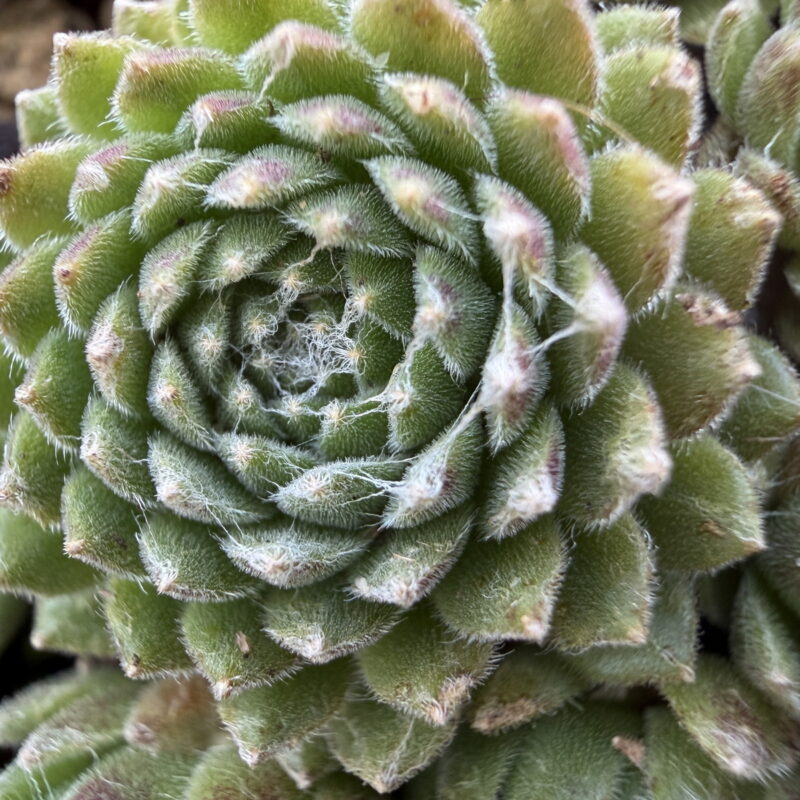 Sempervivum arachnoideum &lsquo;Silberina&rsquo;