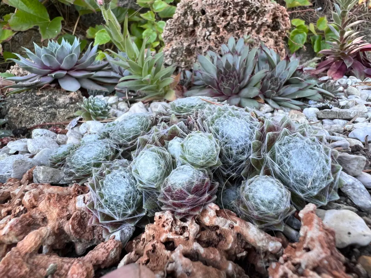 Sempervivum arachnoideum 'Silberina' parmi d'autres joubarbes