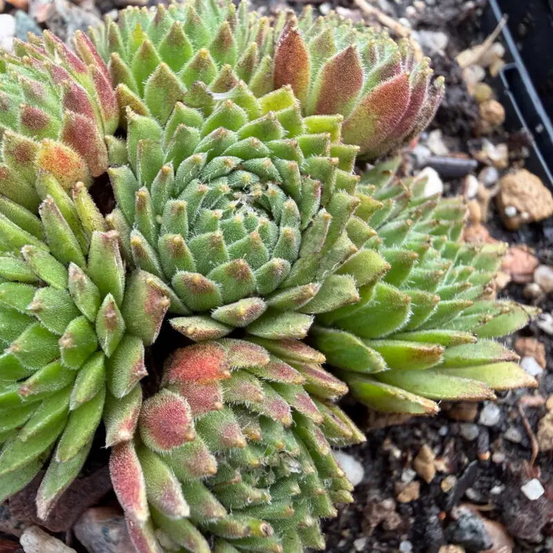 Sempervivum arachnoideum de Fextal