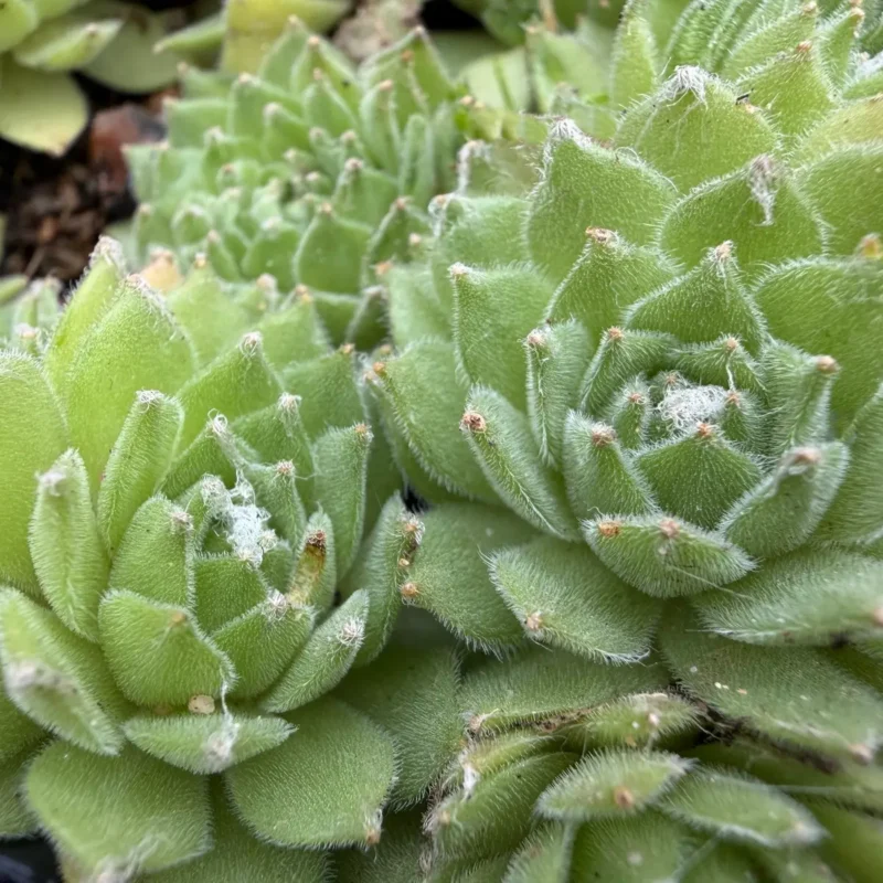 Sempervivum arachnoideum ssp. tomentosum
