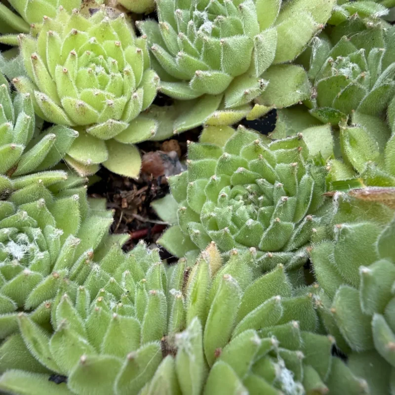 Sempervivum arachnoideum ssp. tomentosum