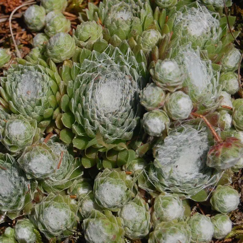 Sempervivum arachnoideum