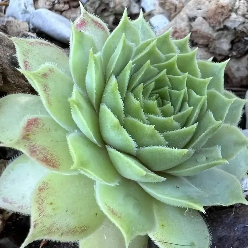 Sempervivum atlanticum