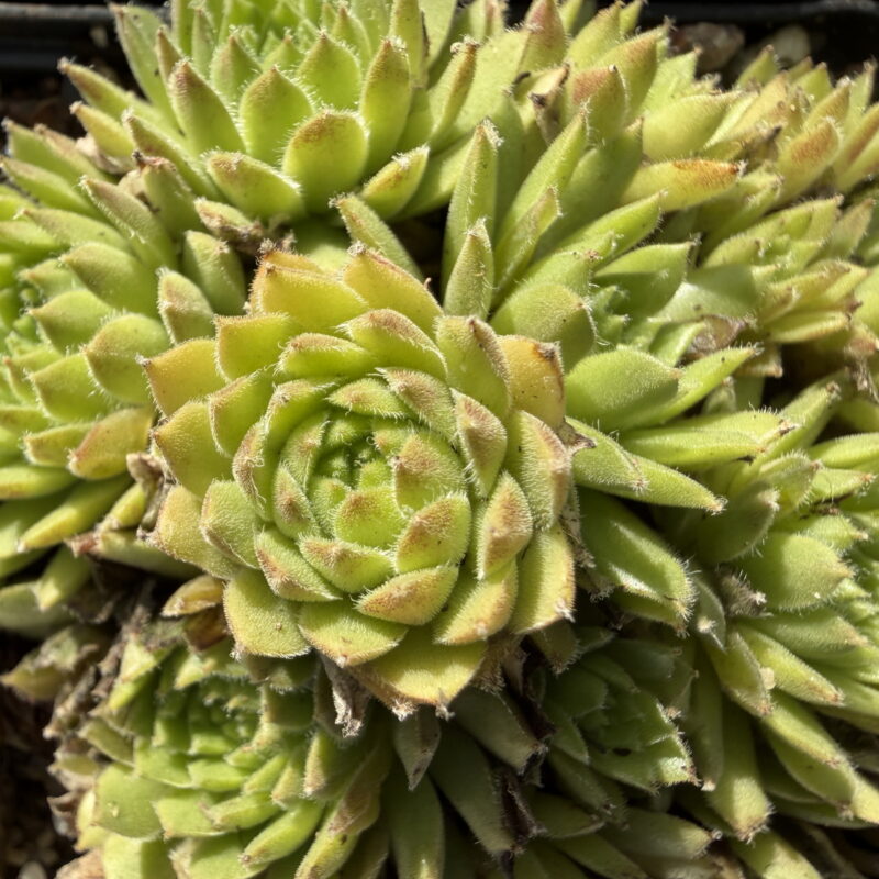 Sempervivum boutignyanum