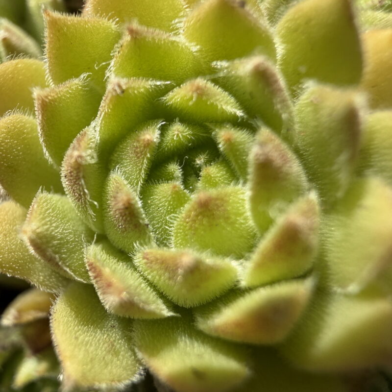 Sempervivum boutignyanum