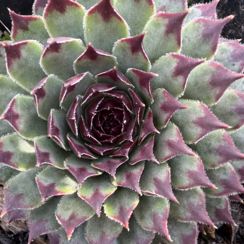 Sempervivum calcareum &lsquo;Extra&rsquo;