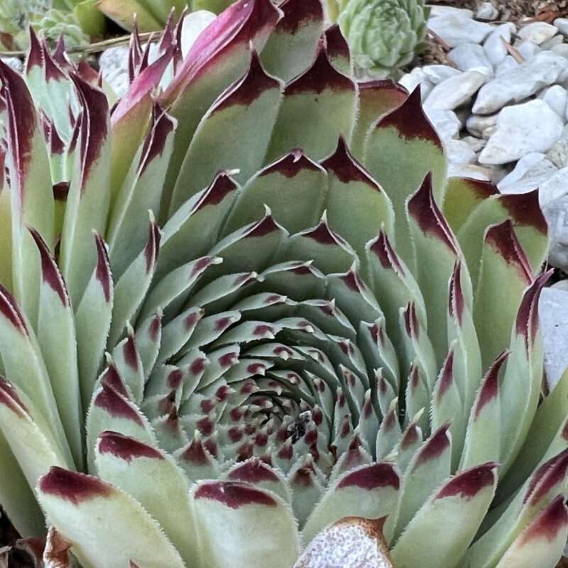 Sempervivum calcareum &lsquo;Extra&rsquo;