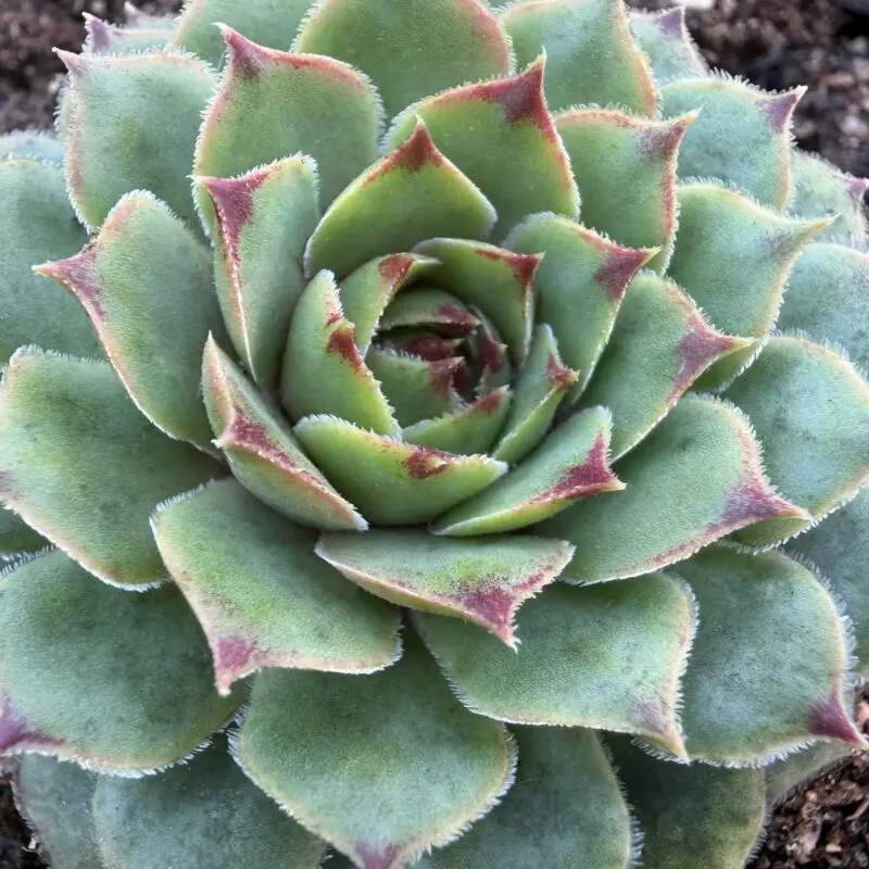 Sempervivum calcareum &lsquo;Greenii&rsquo;