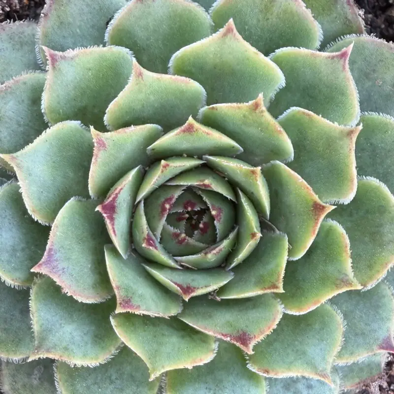 Sempervivum calcareum &lsquo;Greenii&rsquo;