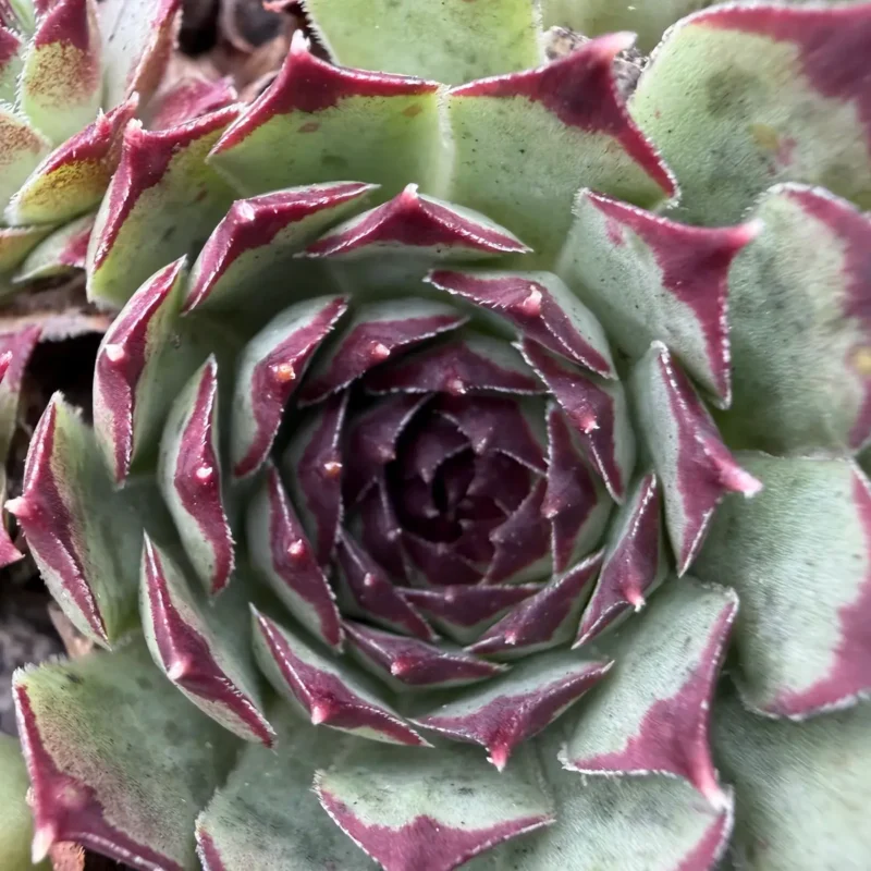Sempervivum calcareum &lsquo;Jade Wine&rsquo;