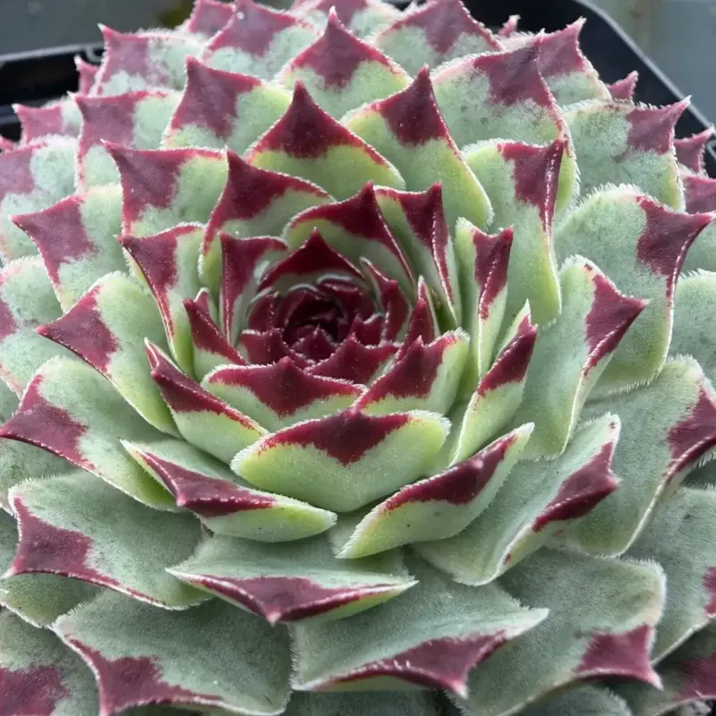 Sempervivum calcareum &lsquo;Les Places&rsquo;