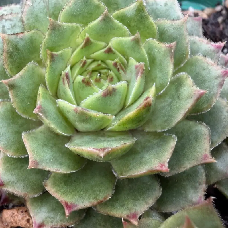 Sempervivum calcareum &lsquo;Limelight&rsquo;