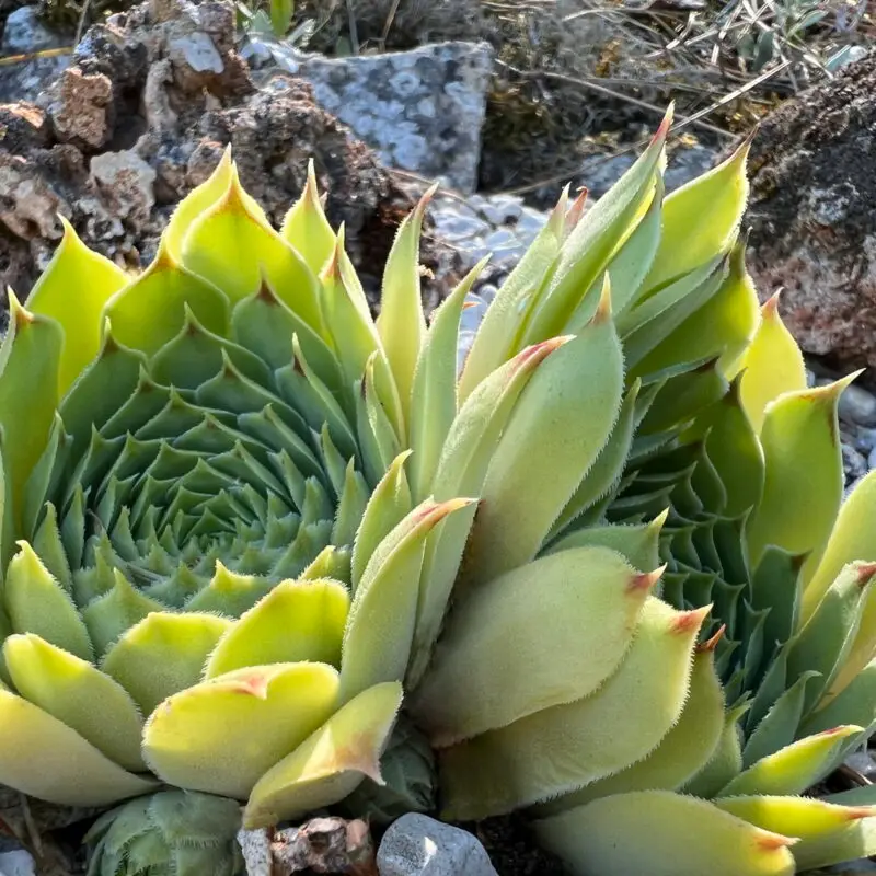 Sempervivum calcareum &lsquo;Limelight&rsquo;