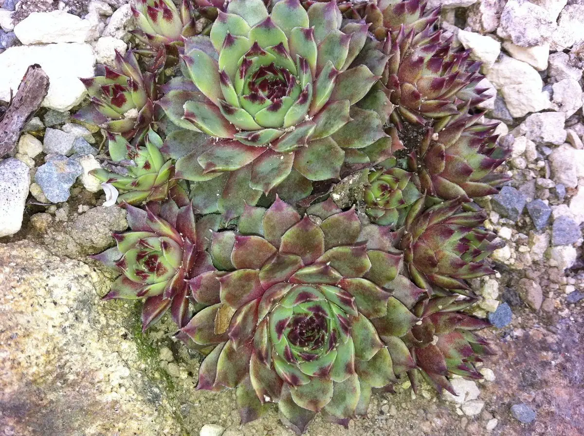Sempervivum calcareum 'Pink Pearl'