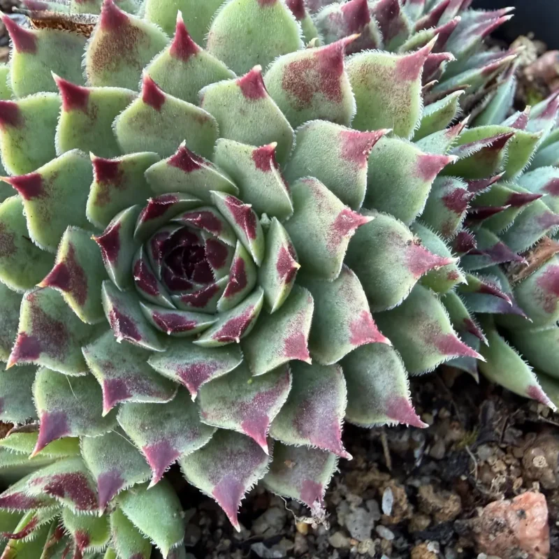 Sempervivum calcareum &lsquo;Porcupine&rsquo;