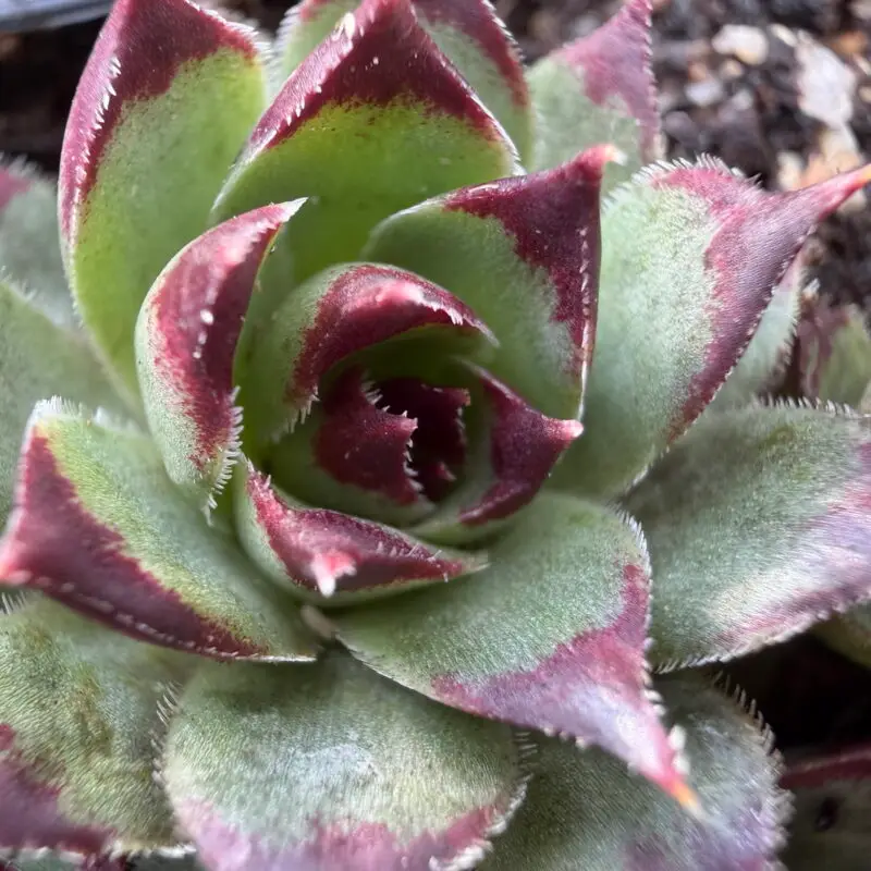 Sempervivum calcareum from Guillaumes