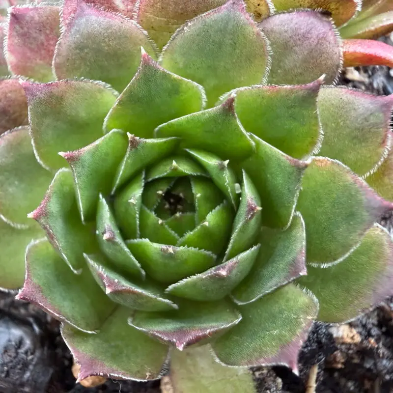 Sempervivum cantabricum