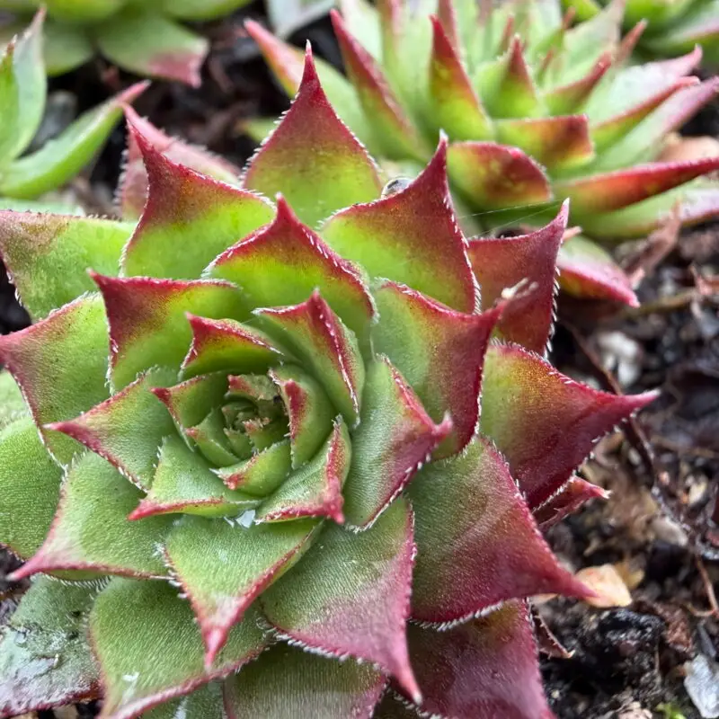 Sempervivum caucasicum