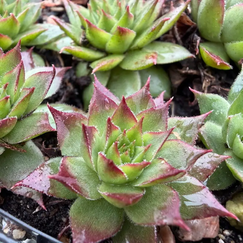 Sempervivum caucasicum