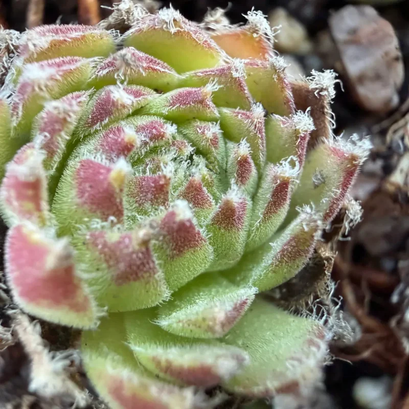 Sempervivum ciliosum var. borisii