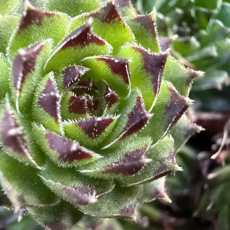 Sempervivum ciliosum ssp. octopodes