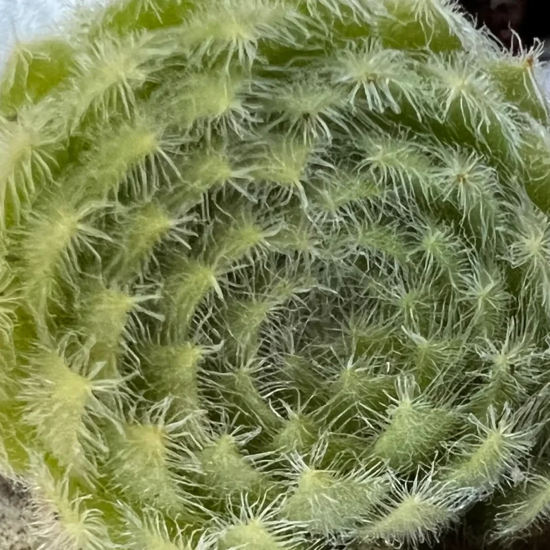 Sempervivum ciliosum var. borisii
