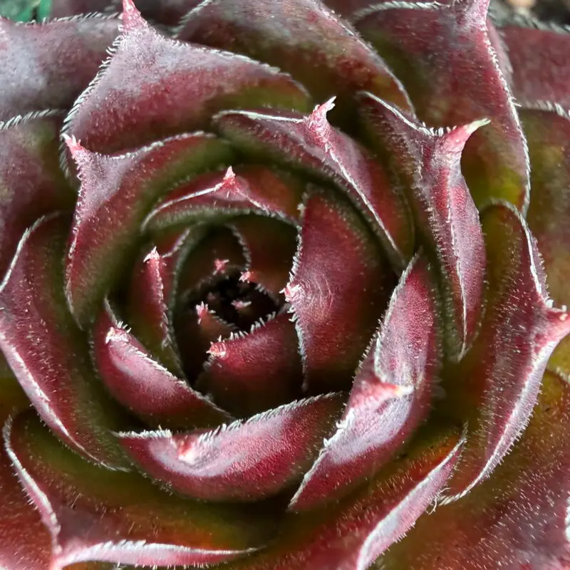 Sempervivum degenianum