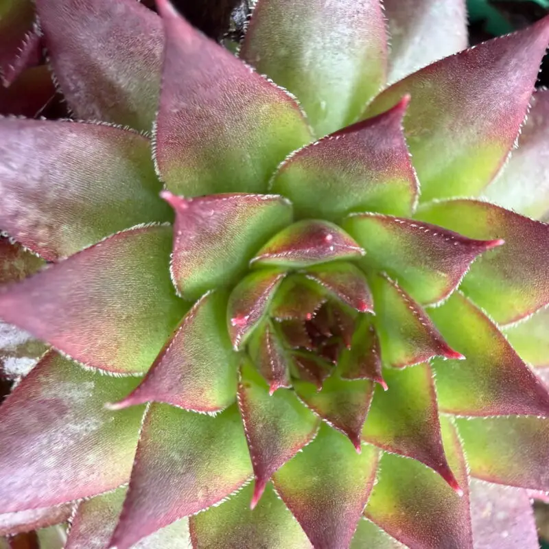 Sempervivum degenianum