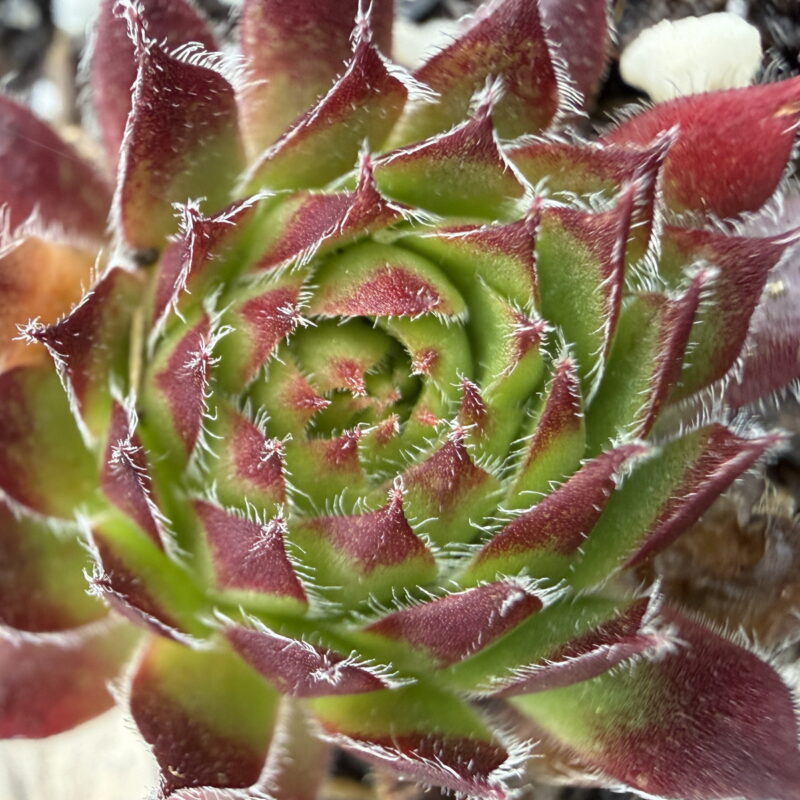 Sempervivum fimbriatum